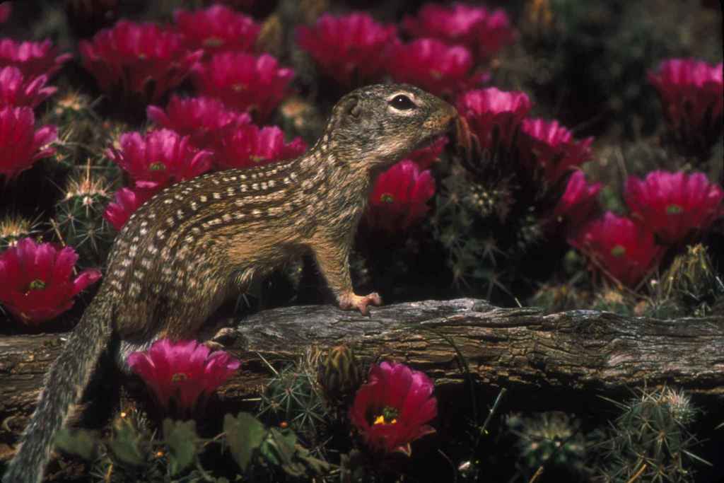 Lined Ground Squirrels