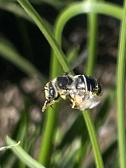 Melissodes subillatus