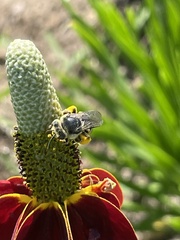 Melissodes subillatus