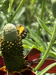 Melissodes subillatus