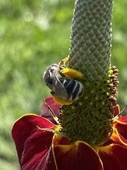 Melissodes subillatus