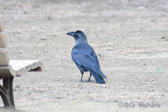 Corvus macrorhynchos japonensis