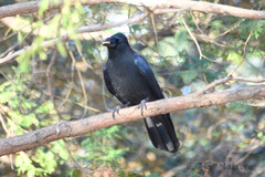 Corvus macrorhynchos japonensis