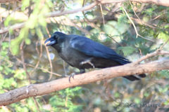 Corvus macrorhynchos japonensis