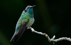 Colibri serrirostris