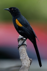 Icterus pyrrhopterus