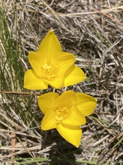 Zephyranthes filifolia