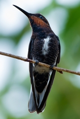 Florisuga fusca