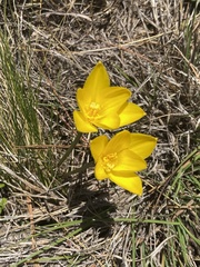 Zephyranthes filifolia