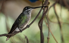 Heliomaster squamosus