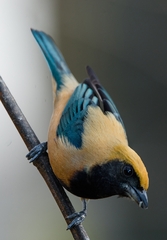 Stilpnia cayana