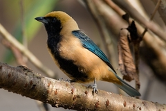 Stilpnia cayana
