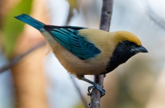 Stilpnia cayana