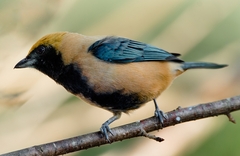 Stilpnia cayana