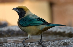 Stilpnia cayana