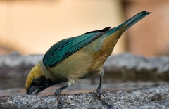 Stilpnia cayana