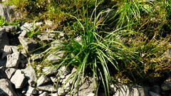 Eryngium paniculatum