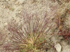 Agrostis delicatula