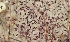 Agrostis delicatula