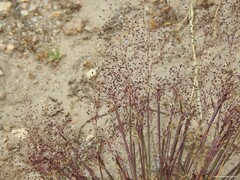 Agrostis delicatula