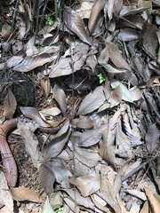 Oreocryptophis porphyraceus