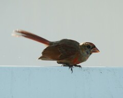Cardinalis cardinalis cardinalis