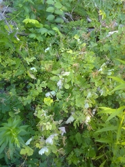 Chelidonium majus