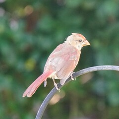 Cardinalis cardinalis cardinalis