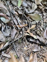 Oreocryptophis porphyraceus