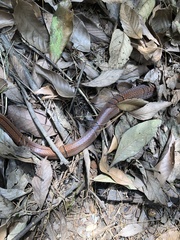 Oreocryptophis porphyraceus