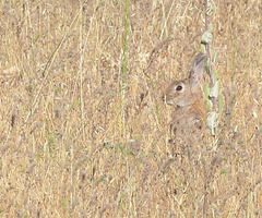 Oryctolagus cuniculus