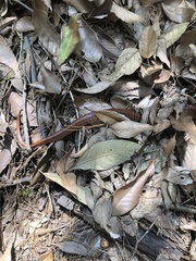 Oreocryptophis porphyraceus