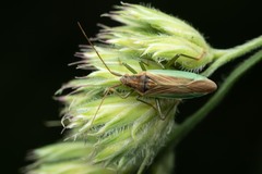 Stenodema holsata