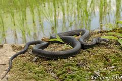 Elaphe quadrivirgata