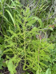 Asparagus schoberioides