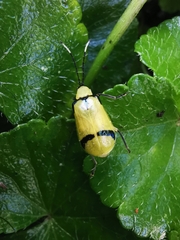 Diabrotica arcuata