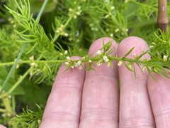 Asparagus schoberioides