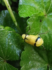 Diabrotica arcuata