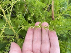 Asparagus schoberioides