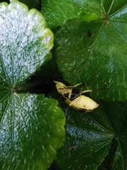 Diabrotica arcuata