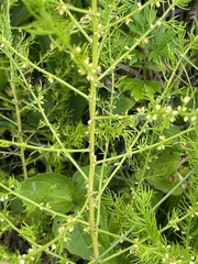 Asparagus schoberioides