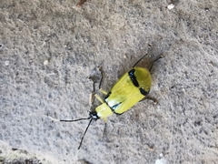 Diabrotica arcuata