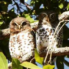 Glaucidium capense
