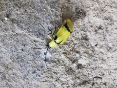 Diabrotica arcuata