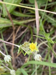 Potentilla argentea