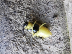 Diabrotica arcuata