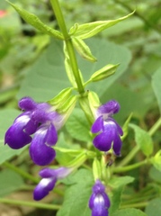Salvia caudata