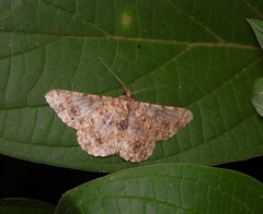 Racotis boarmiaria