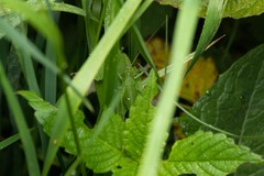 Callicrania ramburii