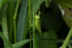 Callicrania ramburii